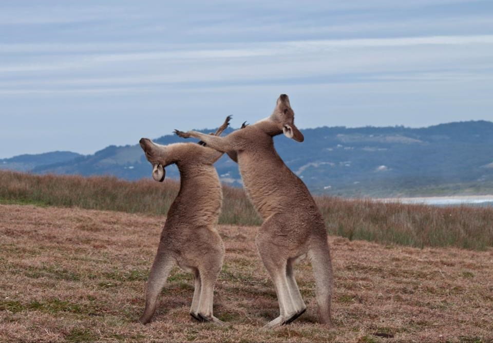 Klokanski fight club