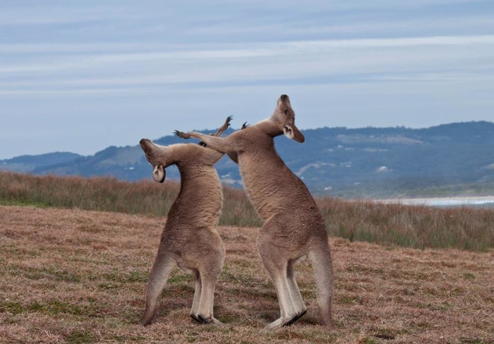 Klokanski fight club
