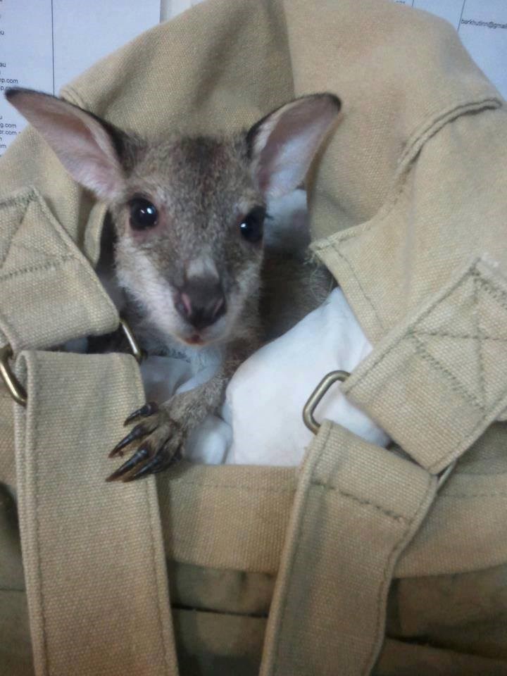 Klokan spreman za dostavu