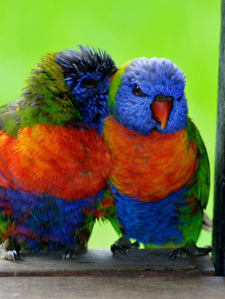 Zaljubljene papigice se cmokću za dobro jutro