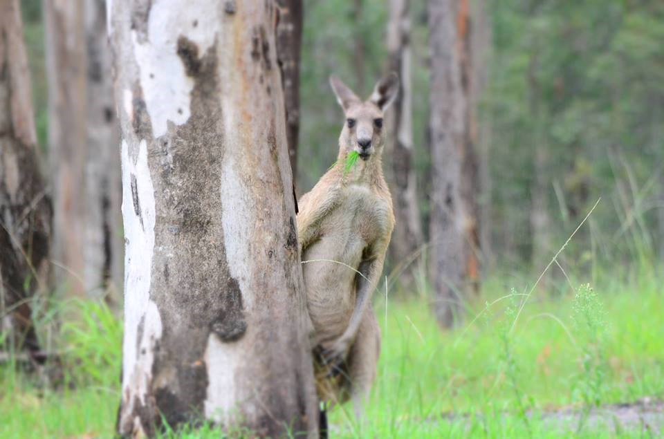 Klokan se igra skrivača