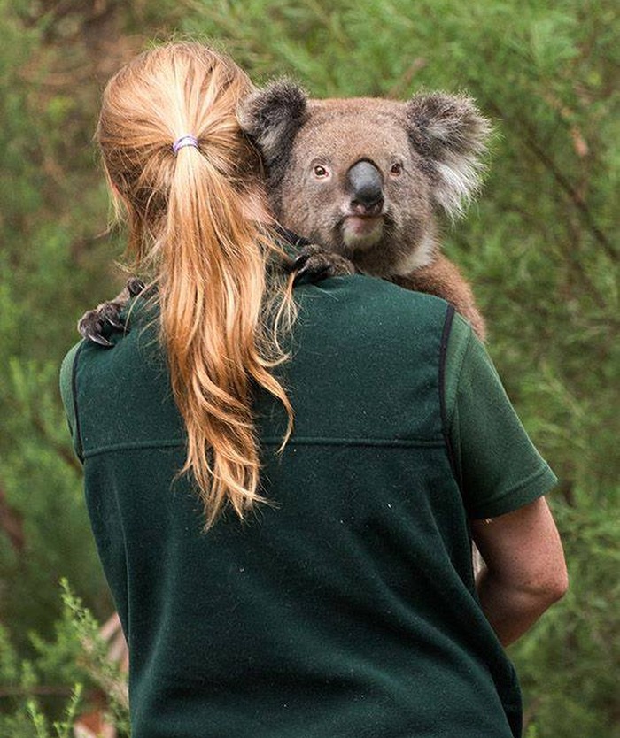 Koala jako voli svoju čuvaricu