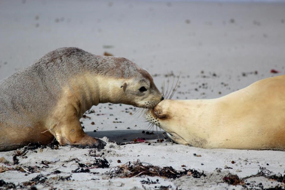 Evo, pusicu ti dam...
