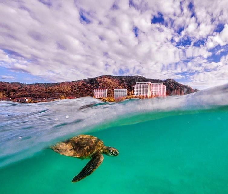 Kornjačica uživa u plivanju