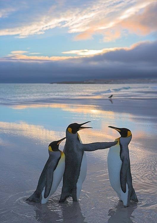 Pingvini se posvađali oko cure: Ona je moja, miči se!