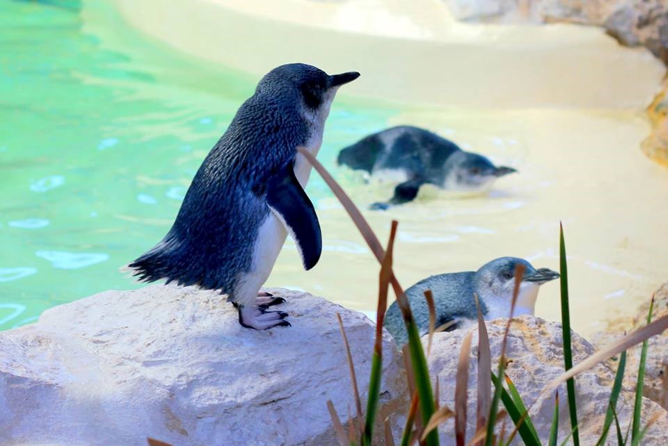 Preslatki pingvini uživaju u kupancu