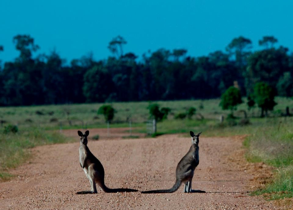 Klokani spremaju dvoboj