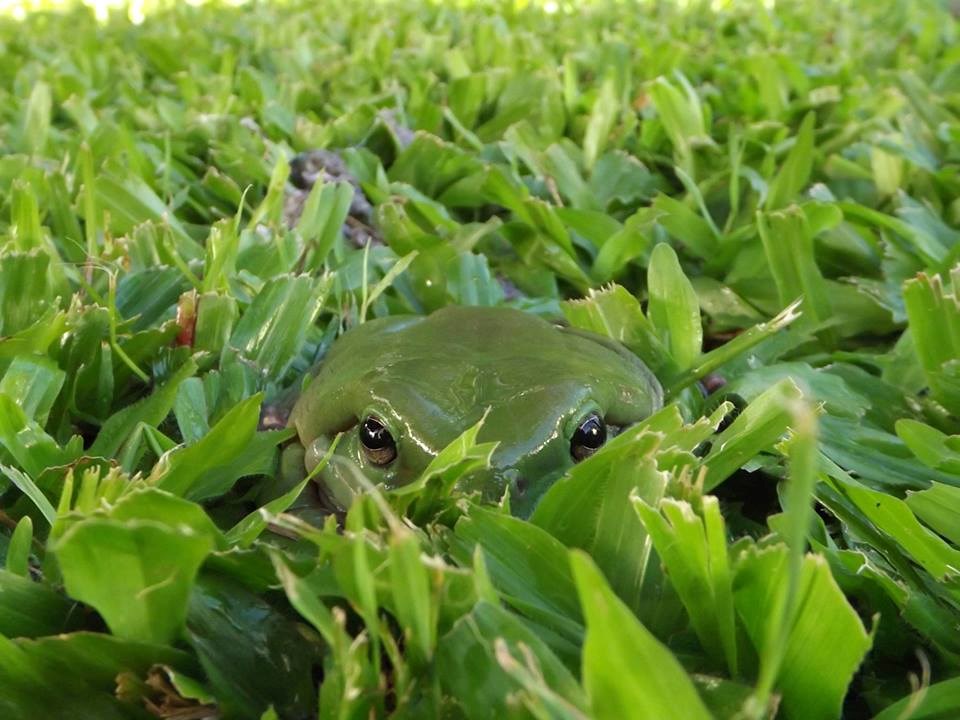 Žaba se igra skrivača