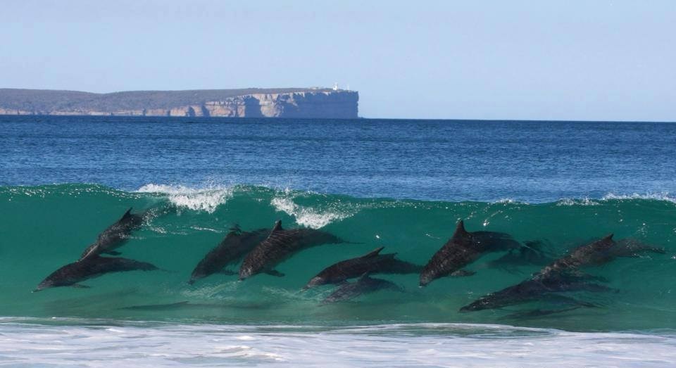 Jato dupina uživa u igri valovima