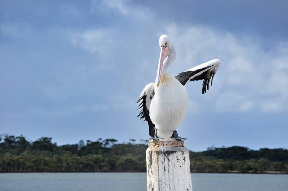 Što?! Smrdi mi ispod pazuha??? Evo, luftam!