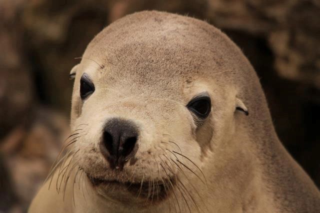 Preslatki tuljan mirno pozira