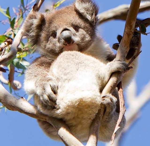 Najslađa koala ikad!