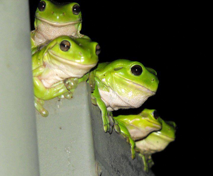 Žablji sabor: Sigurno pametniji nego kad se skupe političari