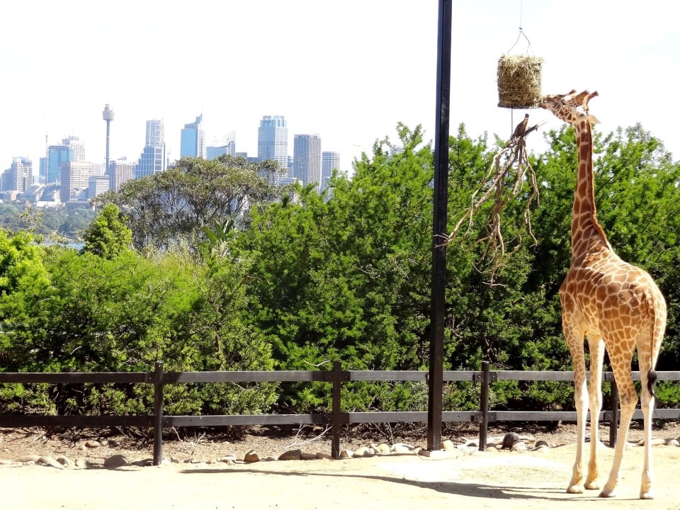 Žirafa dok jede uživa u veličanstvenom pogledu na Sydney