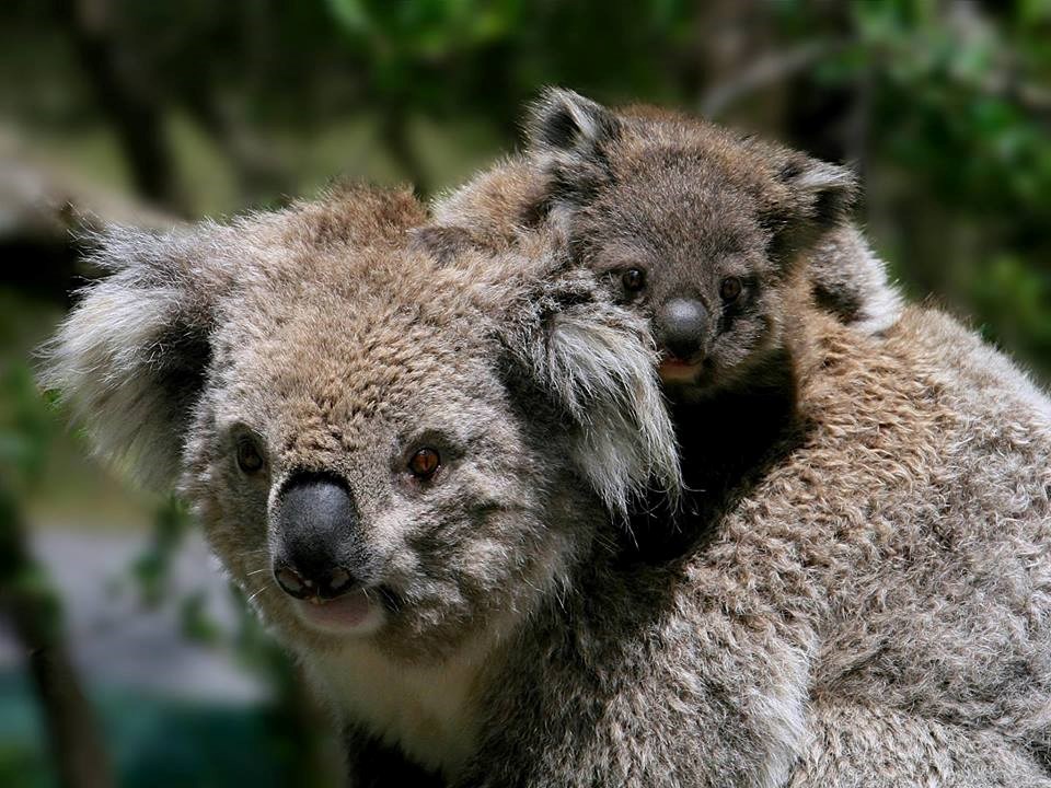 Mama koala i preslatki bebač
