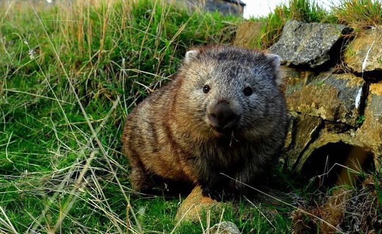 Preslatki wombat osvaja slatkoćom