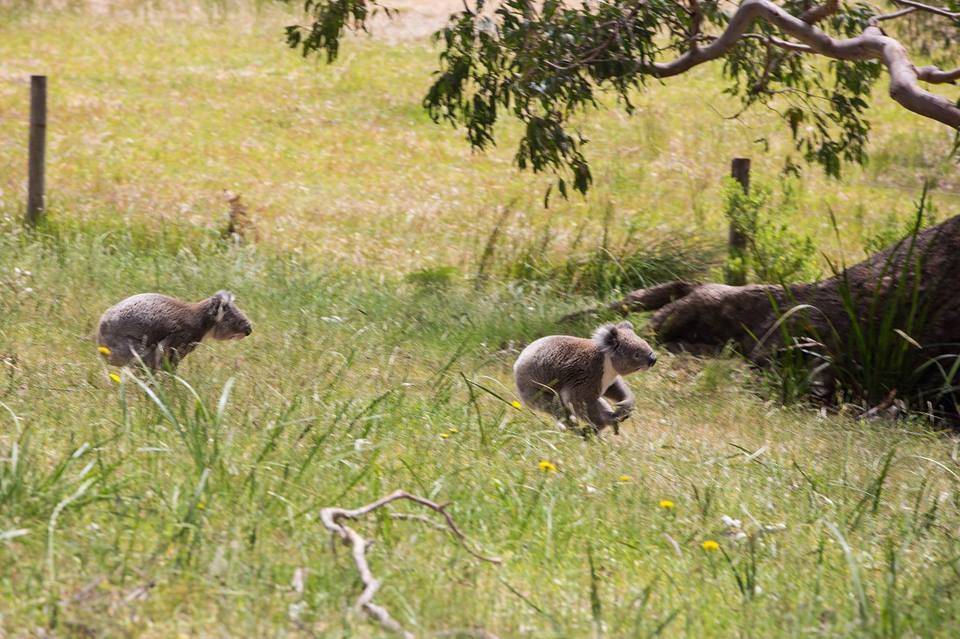 Uhvati me ako možeš