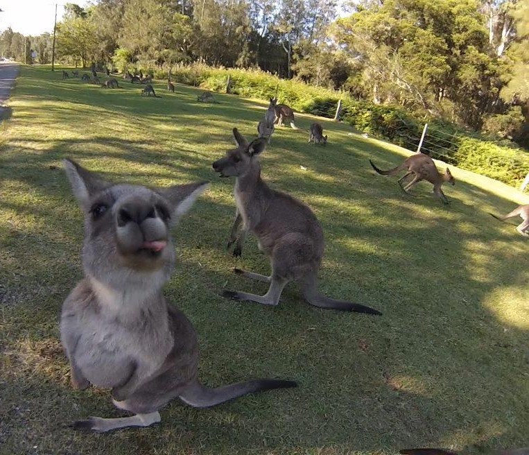 Zaigrani klokan se belji fotografu