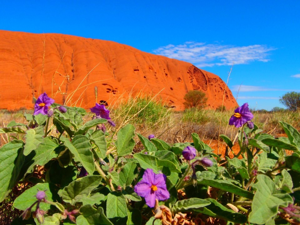 Kad pustinja procvjeta - Uluru, Australija