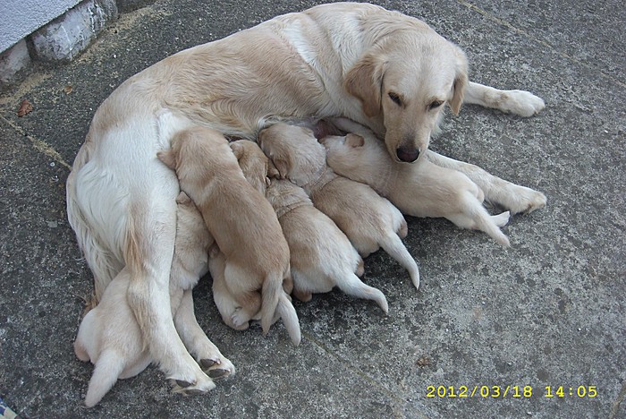 Mama, ručak je super ! :)