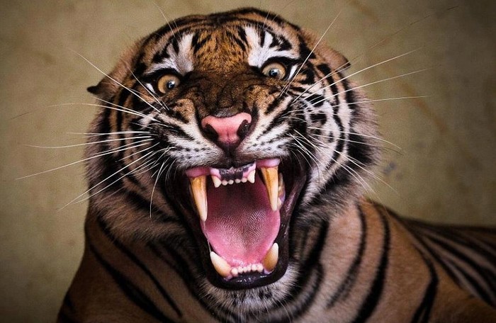 Tigar pokazao zube