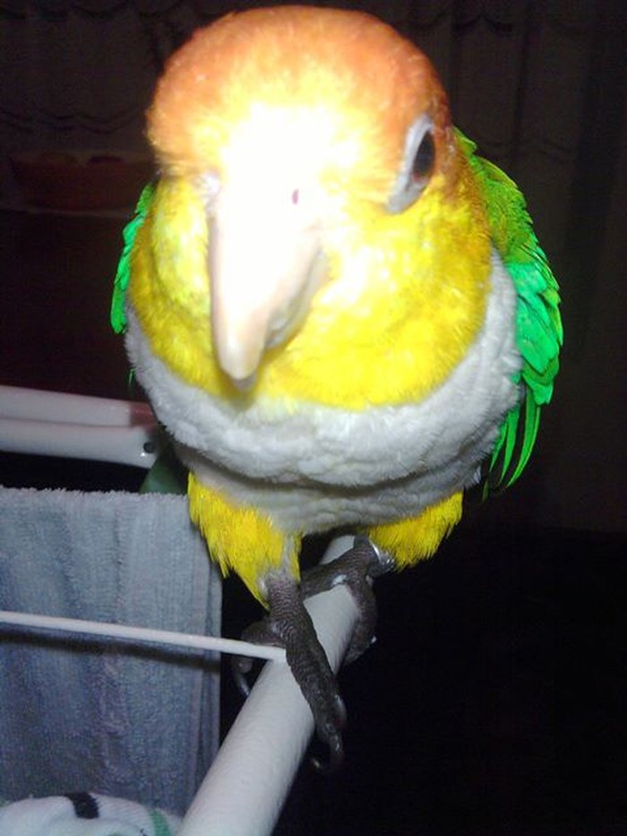Pipo
