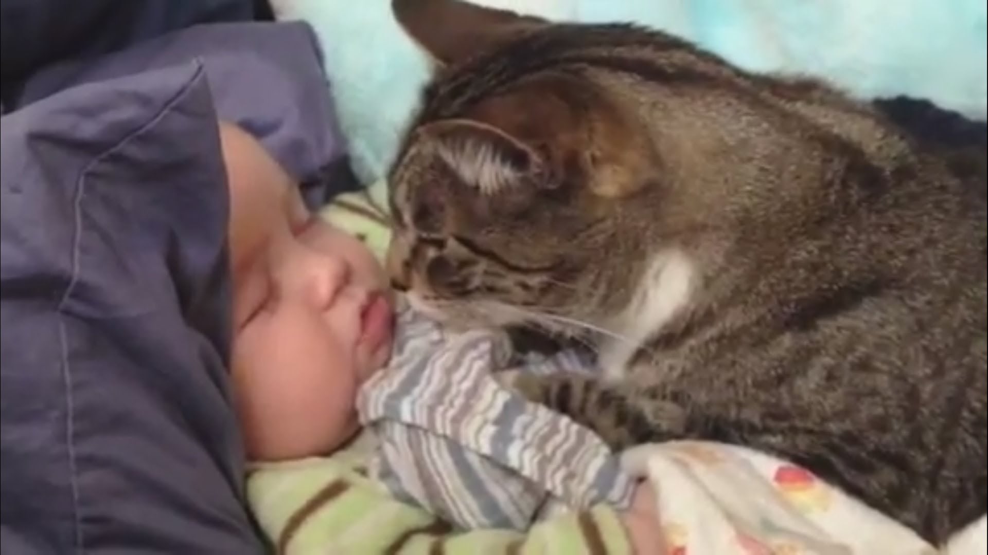 "Cats Love Babies Compilation" || CFS