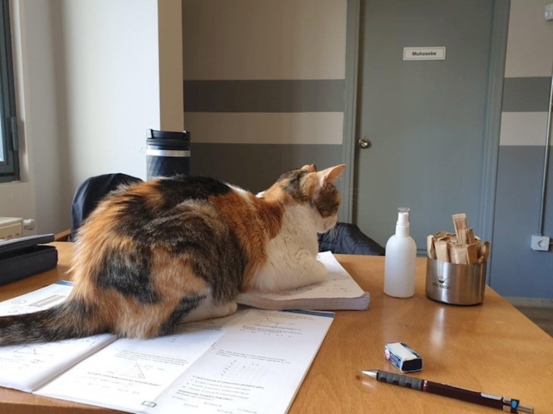 Ovo je u kafiću, ne poznajem ovu mačku, došla mi je na skripte dok sam bio u zahodu