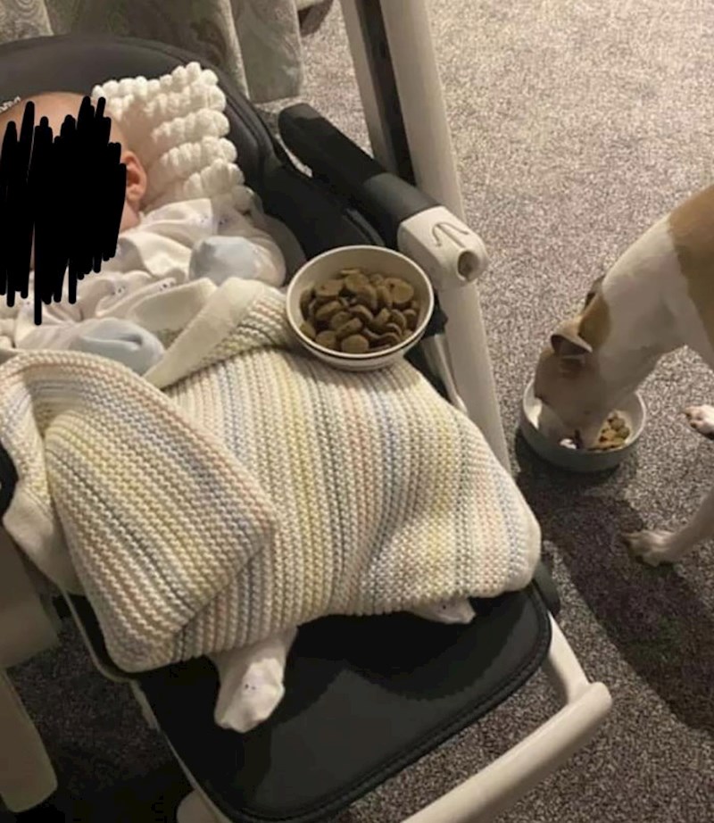 Naš pas nije baš jeo otkad se rodila beba, stalno je nosio hranu u boravak. Palo nam je napamet kako beba ne jede krutu hranu nego samo mlijeko da pas misli da je beba gladna pa njoj donosi. Otkad smo kraj bebe stavili zdejlicu s hranom i pas je počeo normalno jesti