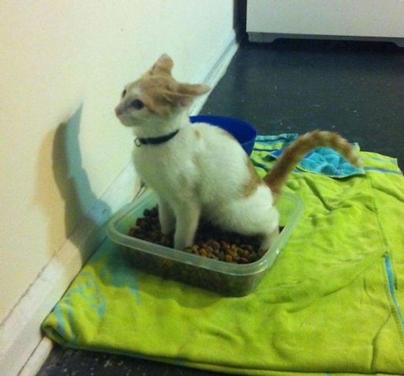 Ona stvarno ne podnosi dobro što pas sada živi s nama