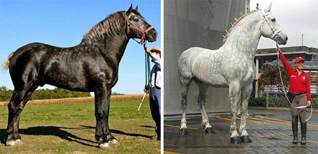 Ovo je isti konj u razmaku od 5 godina. Sivi Percheronsi se rađaju crni i polako postaju sivi