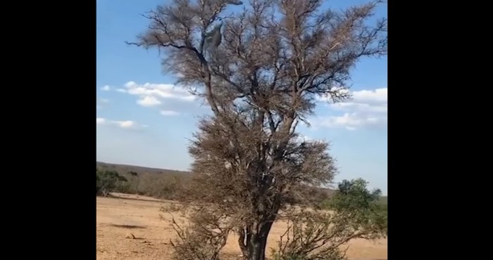 VIDEO Leopard protiv majmuna, ovakvu brzinu još niste vidjeli