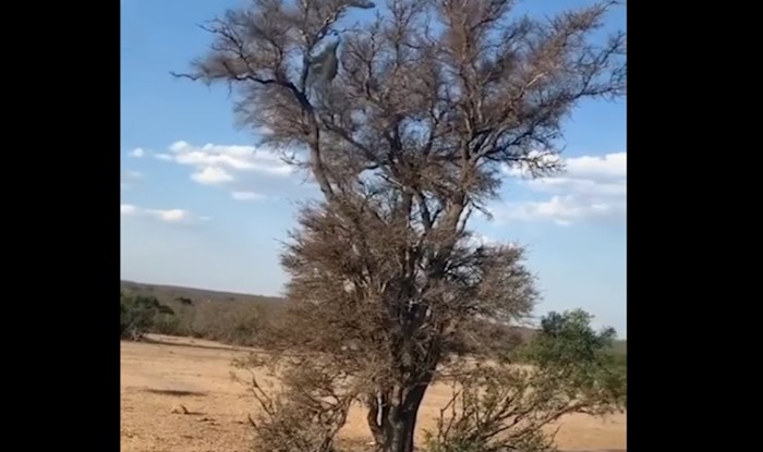 VIDEO Leopard protiv majmuna, ovakvu brzinu još niste vidjeli