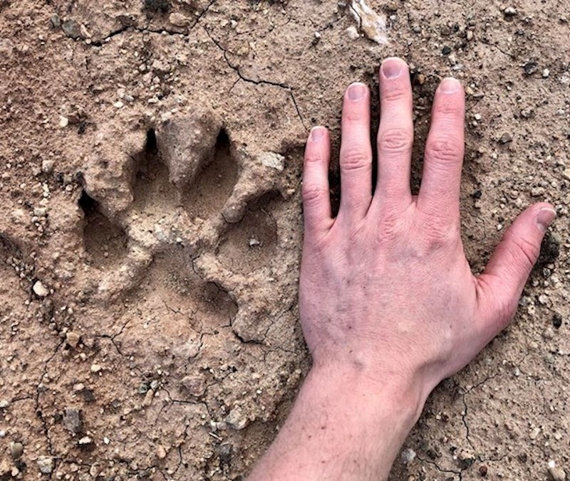 Išao je u šetnju i naišao na ovo