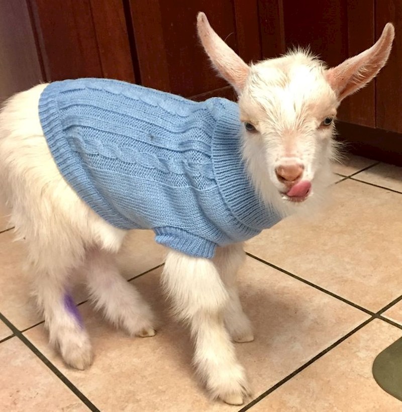 Moja punica je nabavila kozu, upoznajte Cedrica