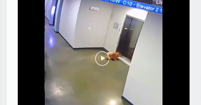 VIDEO Vlasnica je ušla u lift s povodcem, a psić je ostao ispred kad je dizalo krenulo...