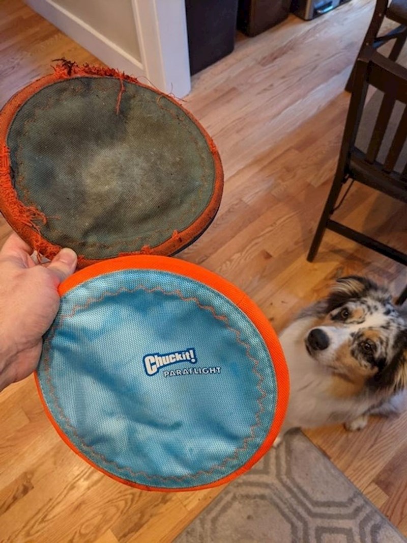 Frizbi star 3 godine i zamjena