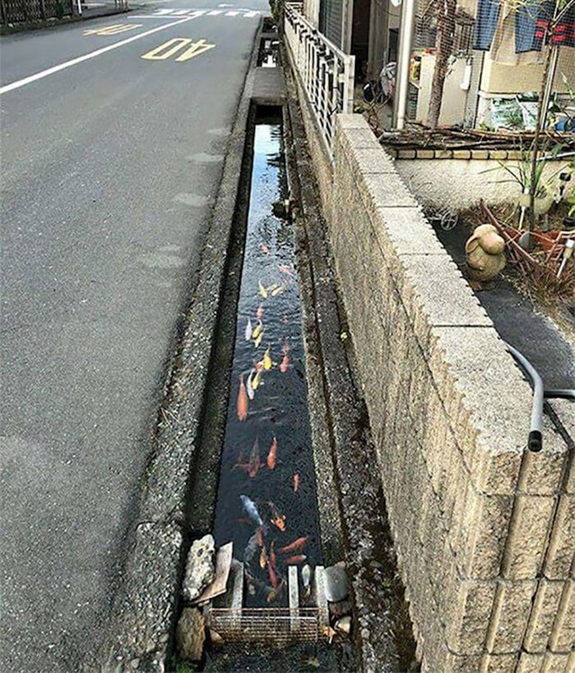 U gradu Shimabara na ulici možete vidjeti kanale s legendarnim Koi ribama