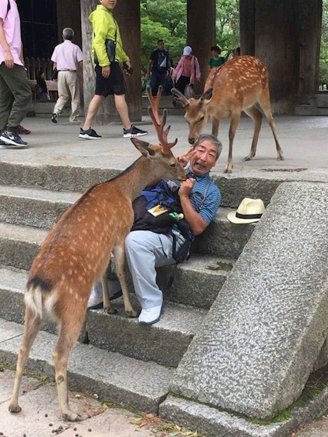 Nara City je mjesto u Japanu koje je doslovno puno srna!
