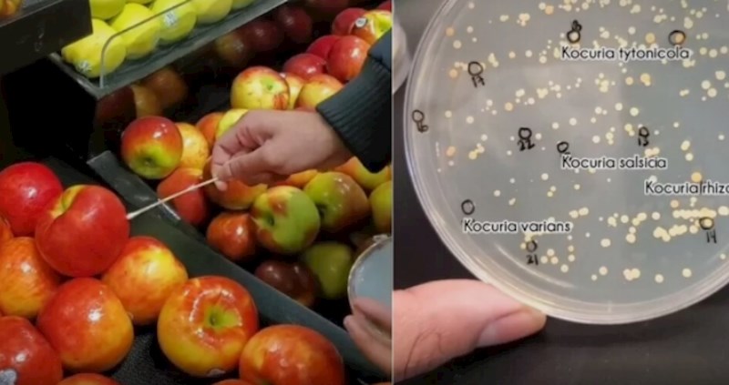 Viralni video: Biolog testirao koje se sve bakterije nalaze na hrani koju kupujemo svakog dana
