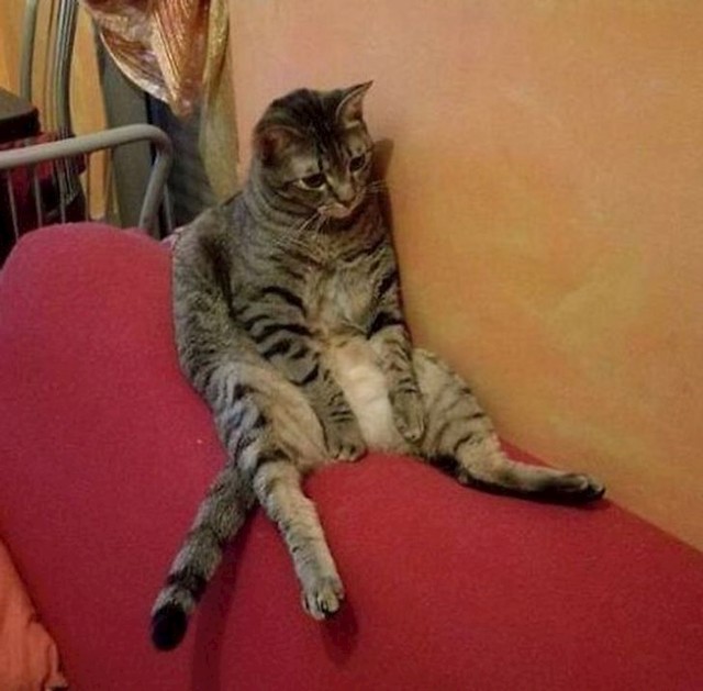 Tako sam se veselila doći kući svojoj maci nakon groznog dana, a ona je u još gorem stanju od mene