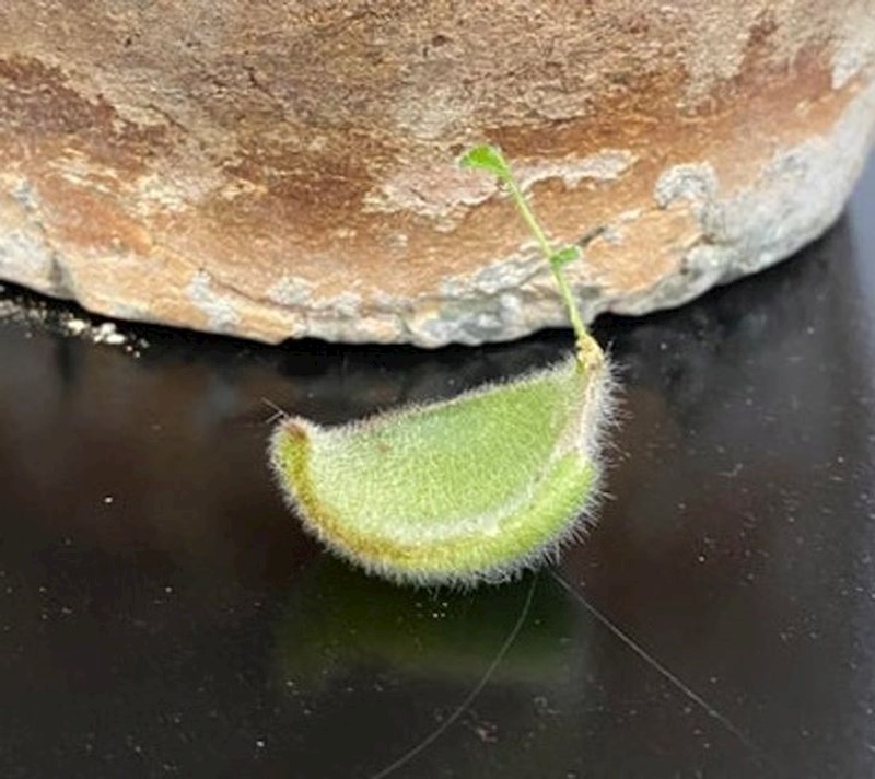 List je pao i iz njega je počela rasti malena biljka