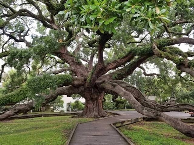 250 godina staro stablo u Jacksonvilleu, SAD