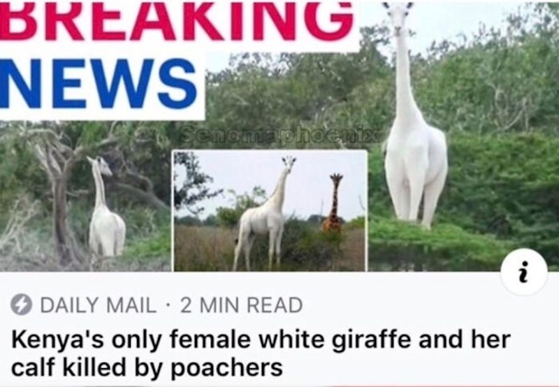 Ubijena je jedina bijela žirafa u Keniji