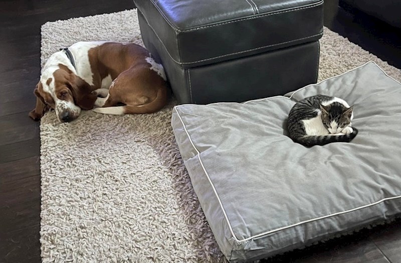 Izgleda da je mačka uspostavila vladavinu