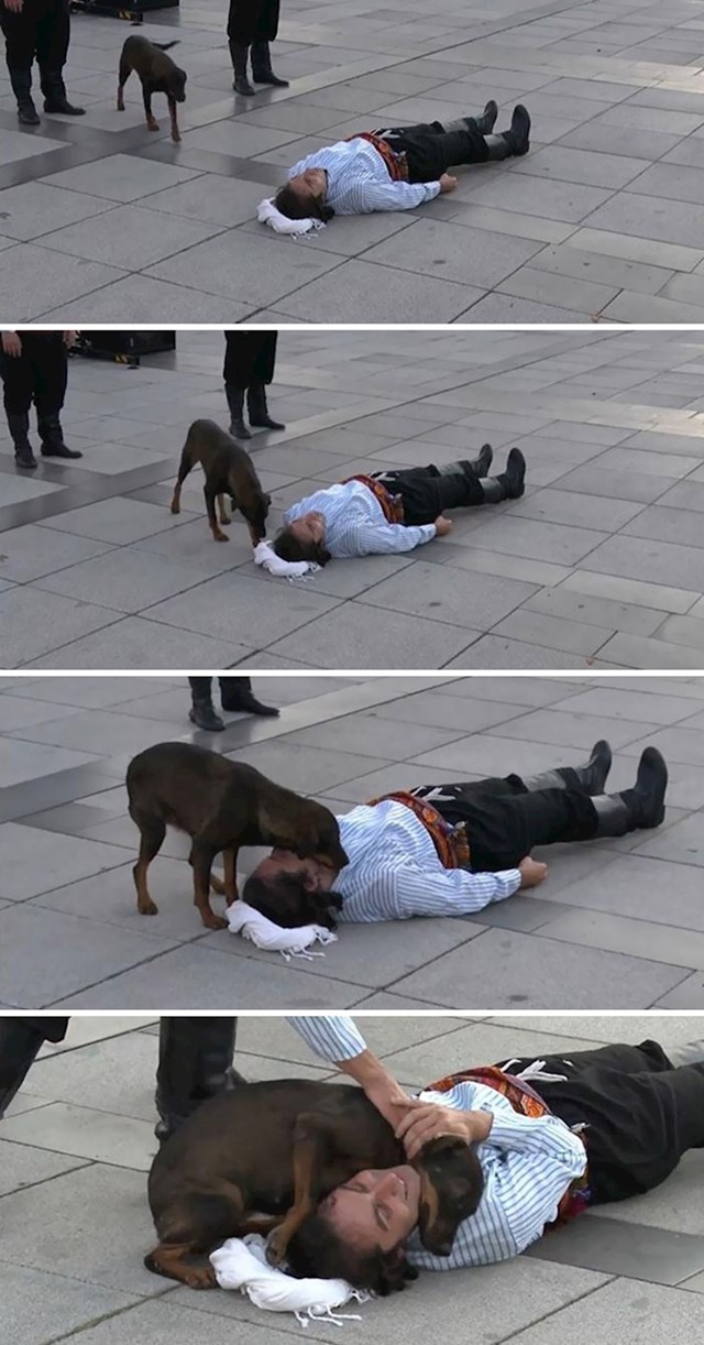 Ovaj pas lutalica prekinuo je performans čovjeka koji se pretvara da je ozlijeđen jer je mislio da mu stvarno treba pomoć