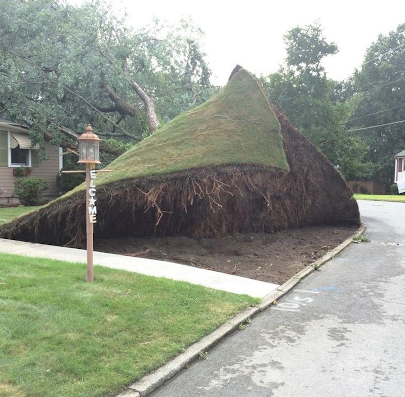 Stablo se srušilo i podiglo čitav travnjak