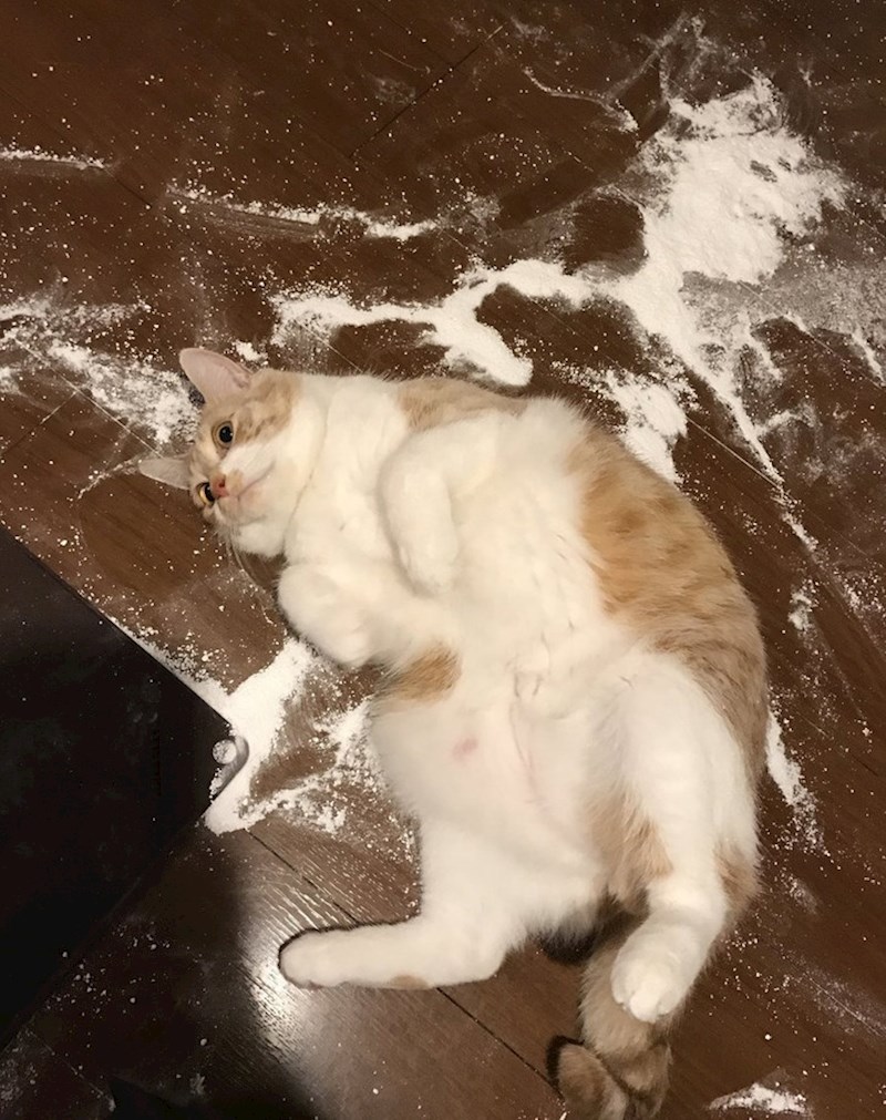 Prevrnula je brašno, ne izgleda baš zabrinuto.