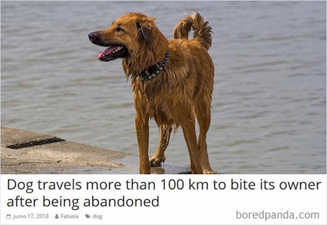 Ovaj pas je prešao put od 100 kilometara samo kako bi ugrizao svog bivšeg vlasnika koji ga je napustio