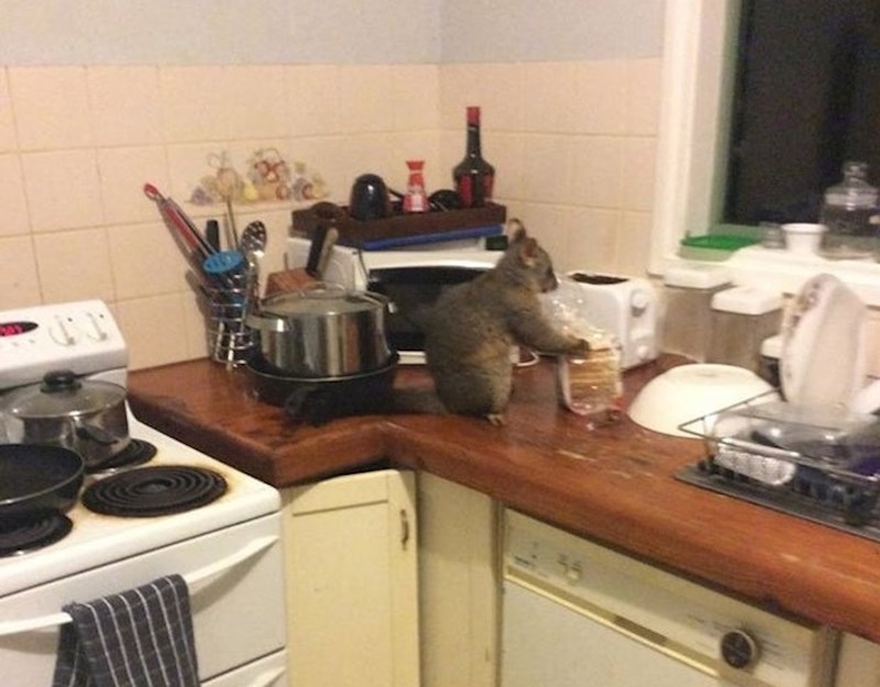 M,oja cura je u svojoj kuhinji t+zatekla oposuma kako si radi tost